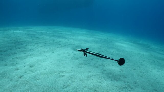 remora fish underwater slow motion swim in blue water pilotfish ocean scenery