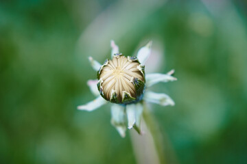 Mniszek pospolity, mniszek lekarski, Taraxacum officinale F.H. Wiggers coll., właśc. Taraxacum sect. Taraxacum © Marcin Łazarczyk