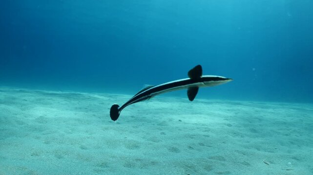 remora fish underwater slow motion swim in blue water pilotfish ocean scenery
