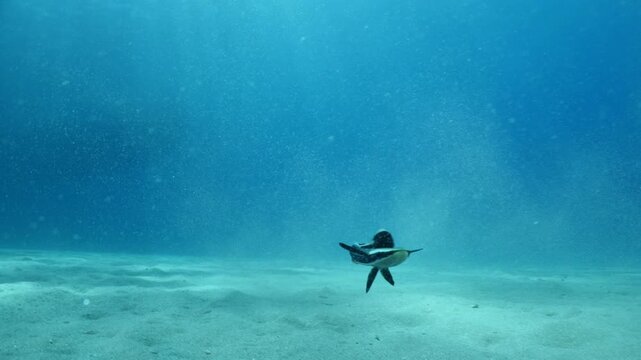 remora fish underwater slow motion swim in blue water pilotfish ocean scenery