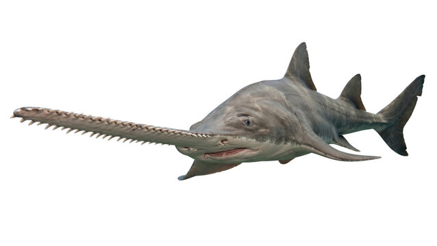 Paddlefish with elongated snout and sensory organs detailed photo on transparent background polyodon spathula freshwater fish ray finned rostrum electroreceptors aquatic