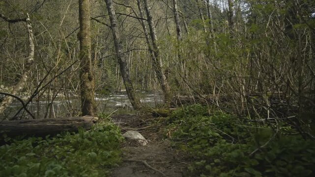 First person perspective moves along narrow dirt trail slicing through dense vibrant green vegetation revealing deep earthy tones bare mossy tree trunks bright natural sunlight illuminating rushing