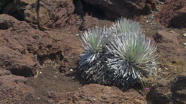 Static wide shot of rare silversword plant thriving in rugged volcanic landscape at Haleakala, bathed in bright daylight, highlighting silver foliage against red-brown lava rock. Nobody visible.