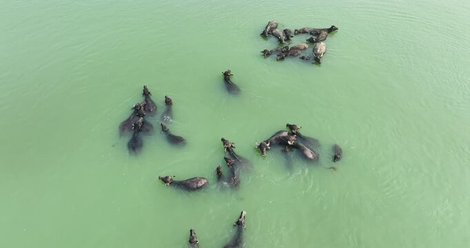 Aerial view of a herd of water buffaloes swimming and bathing in the murky green water of a river in Kurigram, Rangpur Division, Bangladesh.