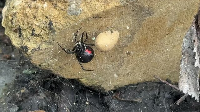 Black Widow Spider Guarding Egg Sac in Web Close-Up macro