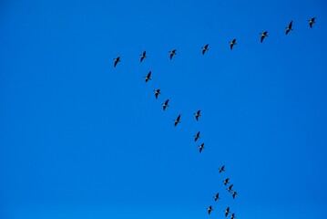 Birds migration. Flock of flying geese in blue sky during spring migration © ST Photo Stock 