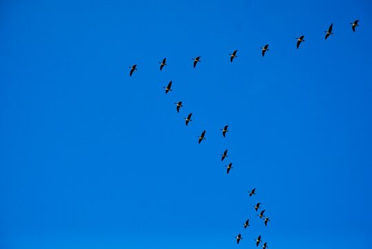 Birds migration. Flock of flying geese in blue sky during spring migration