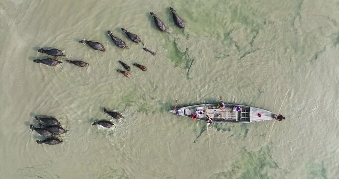 Aerial view of a herd of water buffaloes swimming across a river alongside a traditional wooden boat with people in Kurigram, Rangpur Division, Bangladesh.