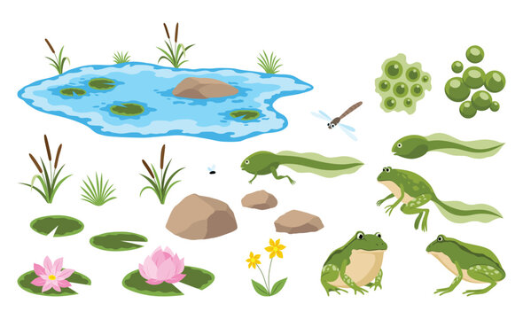 Cartoon frog pond. Green frogs or swamp toads on lily lotus leaves in water, baby tadpole amphibian toad pose jumping catch insect mosquito, comic animal swanky vector illustration original artwork