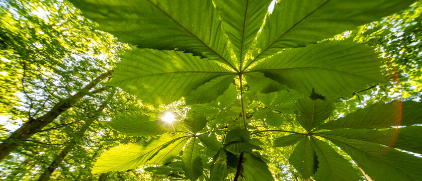 Sunlight shining through the green leaves of large old chestnut trees in the morning in the park