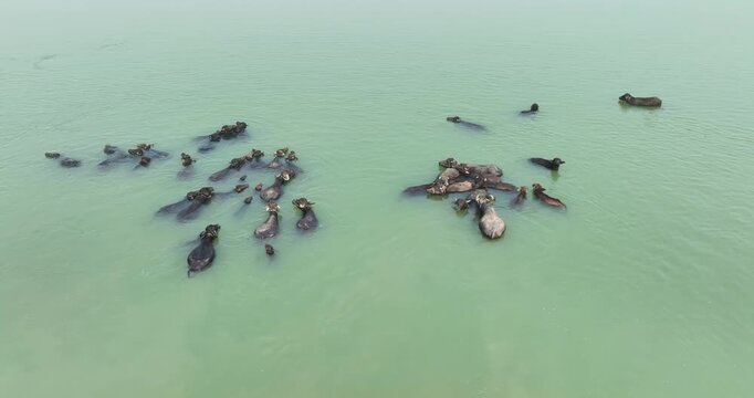 Aerial view of a large herd of water buffaloes swimming and wading through murky green river water in Kurigram, Rangpur Division, Bangladesh.
