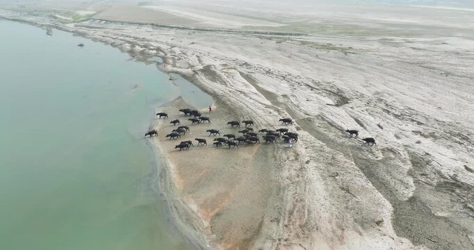 Aerial view of a herd of water buffalo walking along a sandy riverbank with a herder near the water in Kurigram, Rangpur Division, Bangladesh.