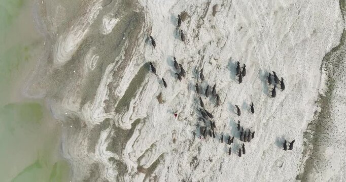 Aerial view of a herd of water buffalo walking across a sandy riverbank near green water in Kurigram, Rangpur Division, Bangladesh.