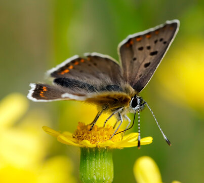 motyl