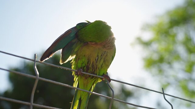 Monk parakeet cleaning feathers while perched on metal fence in Barcelona park
