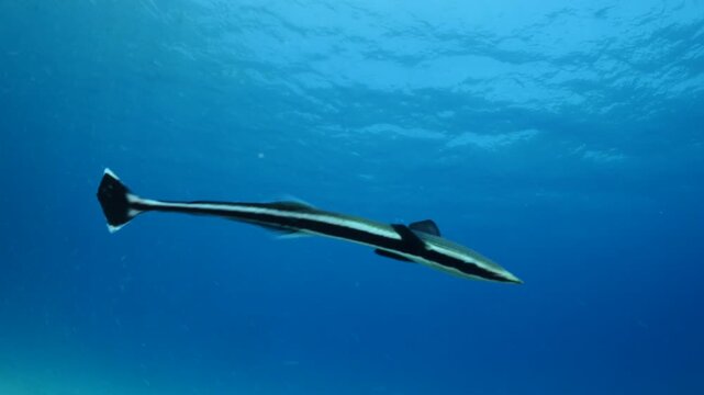 remora fish underwater slow motion swim in blue water pilotfish ocean scenery