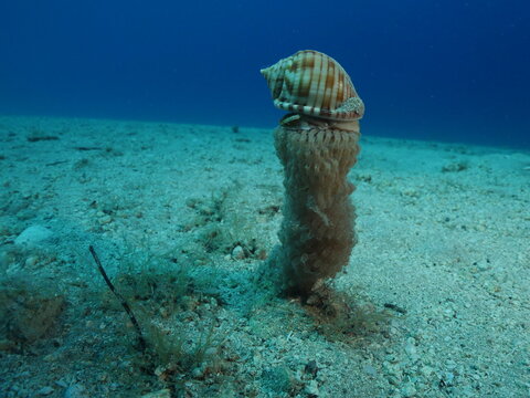 Bonnet Snail, Semicassis undulata on its eggs producing and fertilazing eggs behaviour ocean scenery of animal phalium granulatum underwater