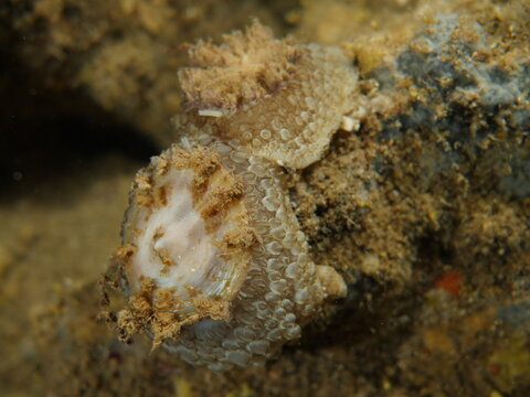umbraculum umbraculum sea snail nudybranch mating underwater