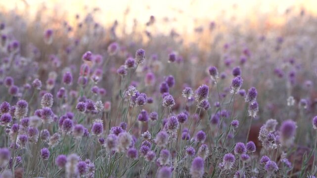 Full Pom Pom flowers Bloom in field on Sunny day Slomo video for B-roll or background

