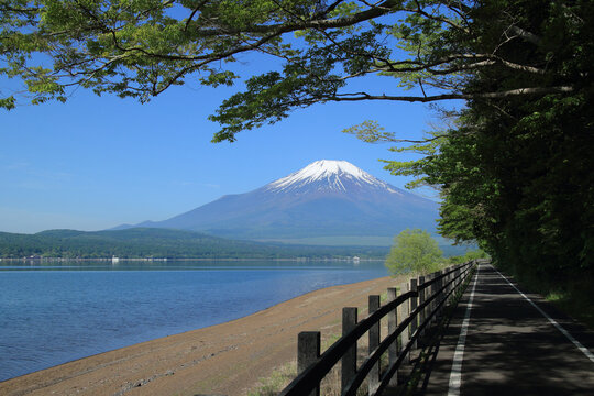 富士山 山中湖 サイクリングロード 背景