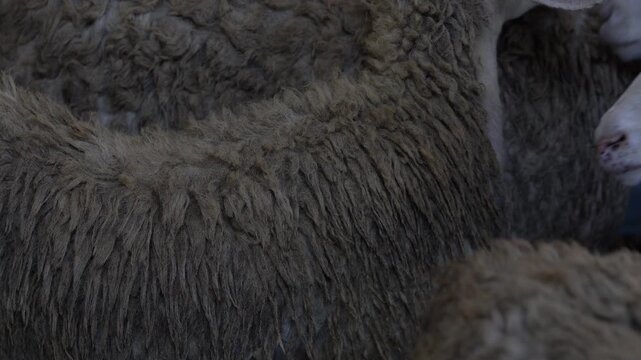 Closeup of sheep wool texture in a flock