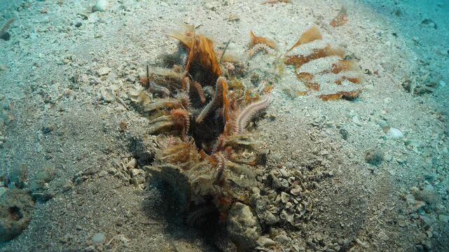 proken and dead pinna underwater 