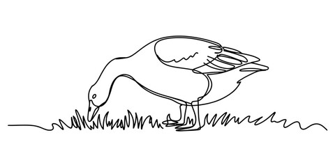 Single line drawing of a goose eating grass in a field © DCB Line Stocker