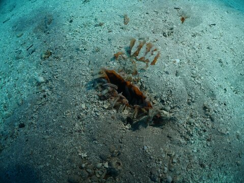 proken and dead pinna underwater 
