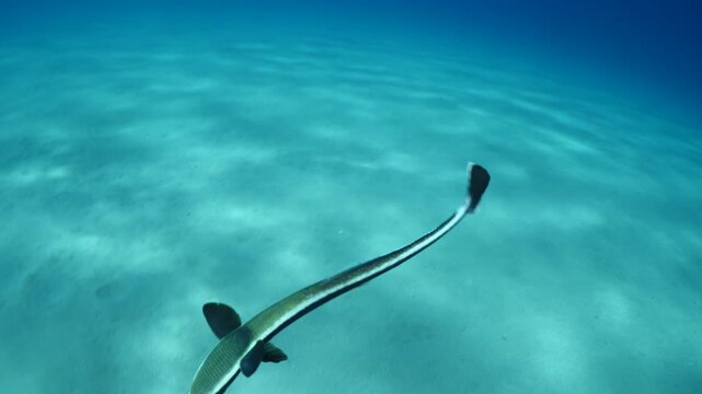 remora fish underwater swim in blue water pilotfish ocean scenery