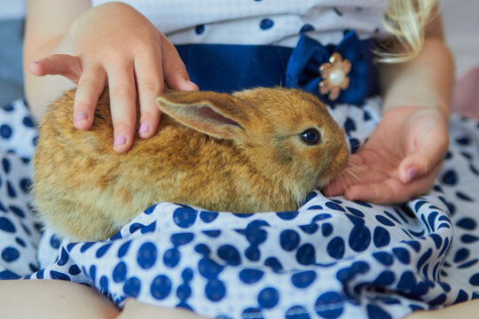 Little ginger bunny sitting on a girl's lap, A girl in a dress gently strokes the animal with her hands. Concept of friendship between children and animals, pet care