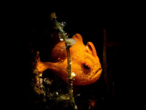 Painted frogfish (Antennarius pictus)