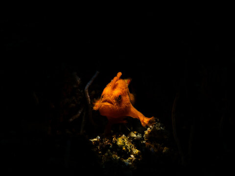 Painted frogfish (Antennarius pictus)