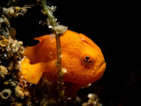 Painted frogfish (Antennarius pictus)