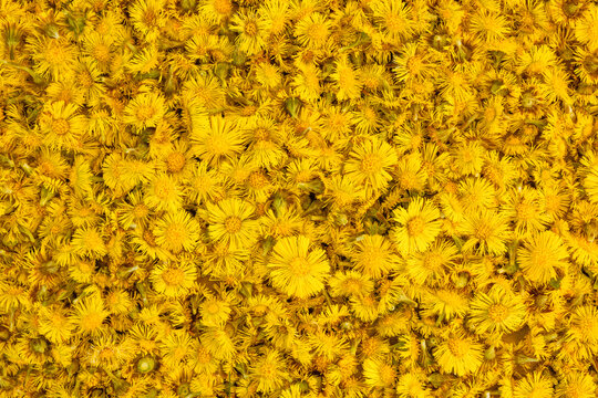 Frische Huflattich Bl&uuml;ten, Tussilaga Farfara