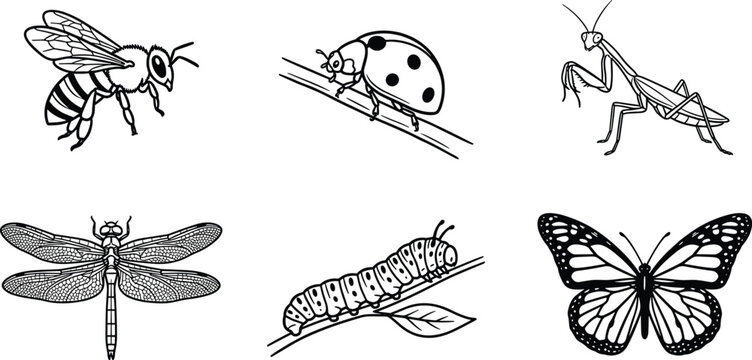 Detailed Insect Outline Set with Bee, Ladybug, Praying Mantis, Dragonfly, Caterpillar, and Monarch Butterfly for Nature and Science Design Projects