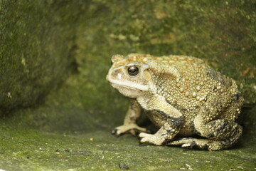 Obraz premium Common Indian Toad resting on the ground, displaying rough textured skin, earthy coloration, and natural amphibian camouflage in a moist habitat.