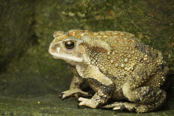 Obraz premium Common Indian Toad resting on the ground, displaying rough textured skin, earthy coloration, and natural amphibian camouflage in a moist habitat.