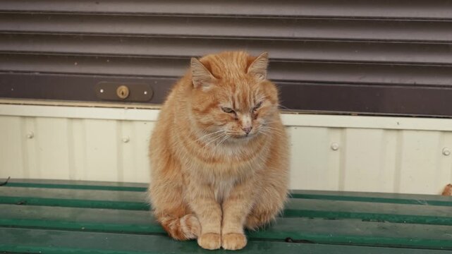 A ginger tabby cat sits on a green wooden bench outside. The overweight feline squints its eyes in a medium shot. This sleepy cat looks slightly grumpy and very tired.