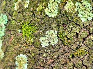 Obraz premium Natural tree bark texture background with green moss