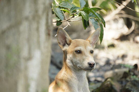 The image shows an Indian Pariah Dog standing outdoors, known for its alert posture, short coat, and hardy adaptability to tropical climates.