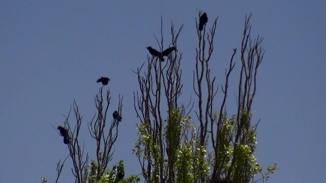 Small birds perch on dry branches in landscape creating wildlife and nature documentary footage perfect for travel stock video.