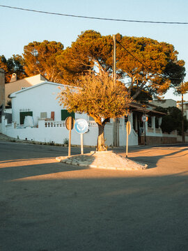 View of a small tree in a stone planter at a street intersection with road signs and white houses under golden hour light in Sant Elm, Balearic Islands, Spain.