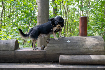 Small black and tan dog standing on a wooden train engine playground structure in a lush green forest park. © olga