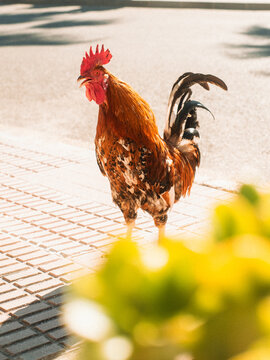 View of a colorful rooster with a bright red comb standing on a paved sidewalk in the sunlight Sant Elm, Balearic Islands, Spain.
