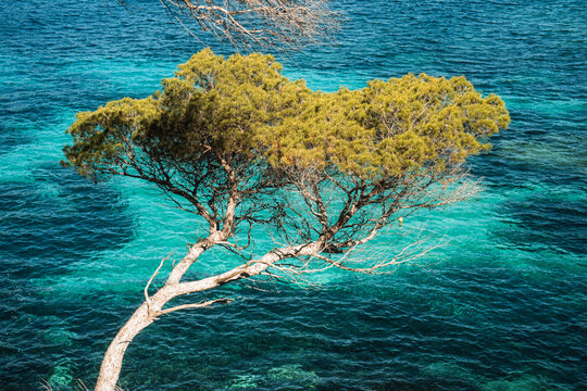 View of a pine tree leaning over the crystal clear turquoise waters of the Mediterranean Sea under bright sunlight Sant Elm, Balearic Islands, Spain.
