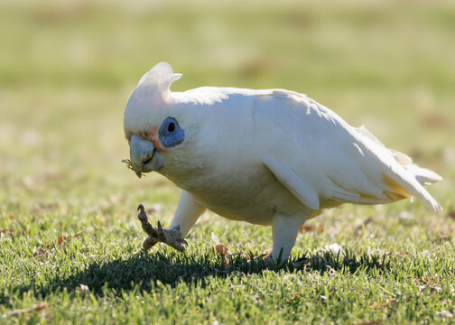 Little Corella (Cacatua sanguinea) foraging on grass with foot raised mid-step, Western Australia