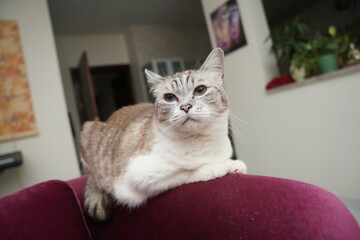 fluffy brown cat sitting down  © Ahmed J.R