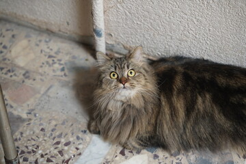 fluffy brown cat sitting down  © Ahmed J.R