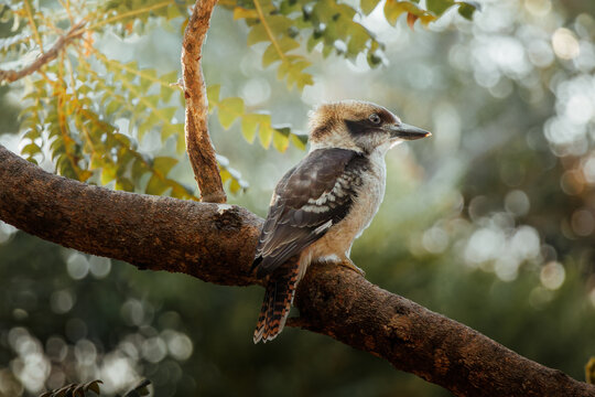 Laughing Kookaburra (Dacelo novaeguineae) perched on a branch in warm golden light, Western Australia