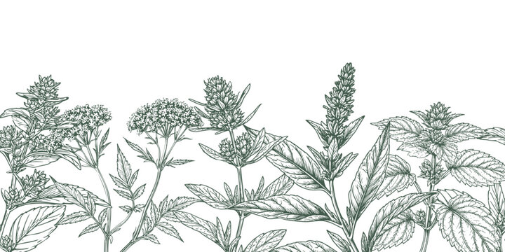 Sprigs of oregano, oregano and lemon balm, black and white sketch. Vector illustration. Kitchen and medical herbs and spices, seamless border, isolated on a white background